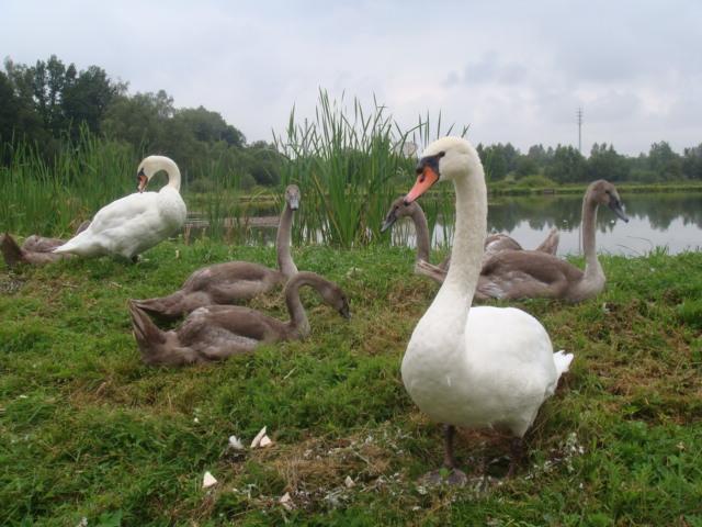 Agromurena Gryfów Śląski Buitenkant foto